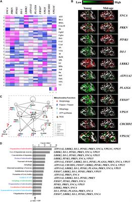 PARK Genes Link Mitochondrial Dysfunction and Alpha-Synuclein Pathology in Sporadic Parkinson’s Disease